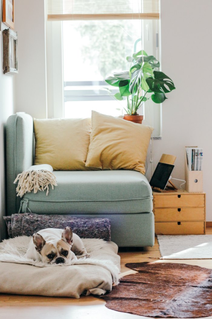12 problemas de decoración: mascotas