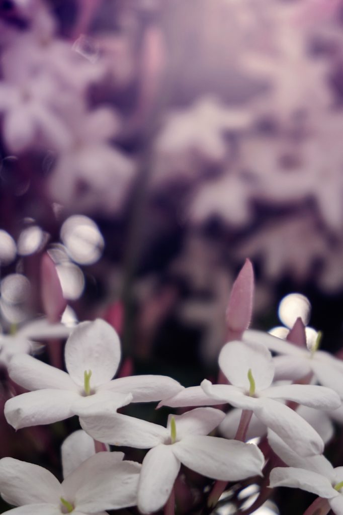 plantas para dormir mejor