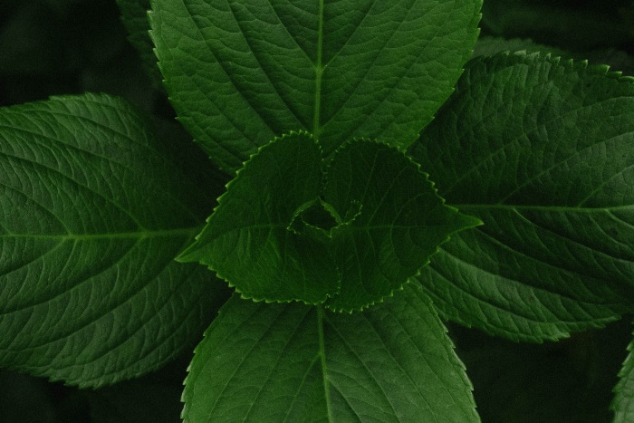menta, hoja, piscis