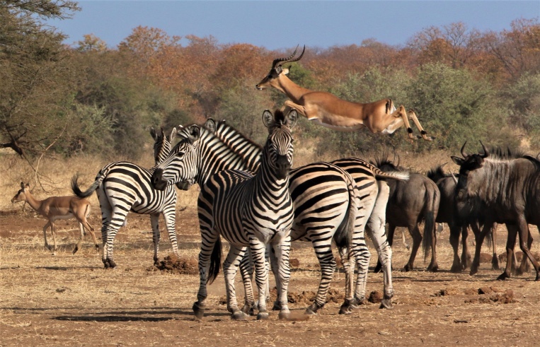 safari de lujo en áfrica